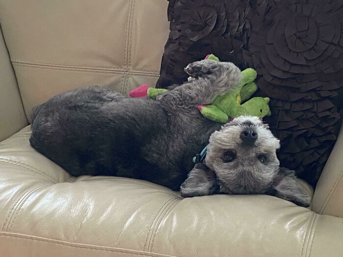 My Dog Named Griffin. He Is An 8-Year-Old Mix Of A Terrier And A Spaniel