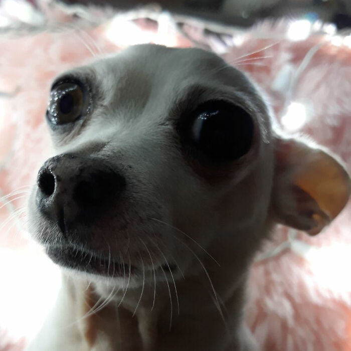 Lookin Quite Dapper For A 10 Year Old Dog! His Name Is Kasper!