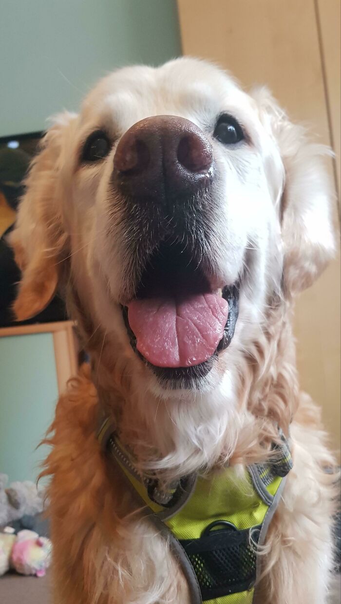 Caesar The Senior Dog Is Still Rockin' It With That Handsome Smile