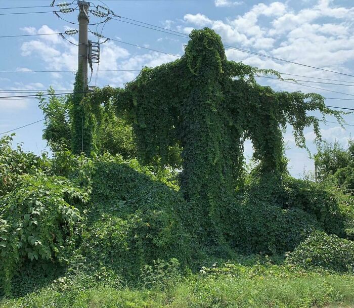Strange Plant Formation In My City