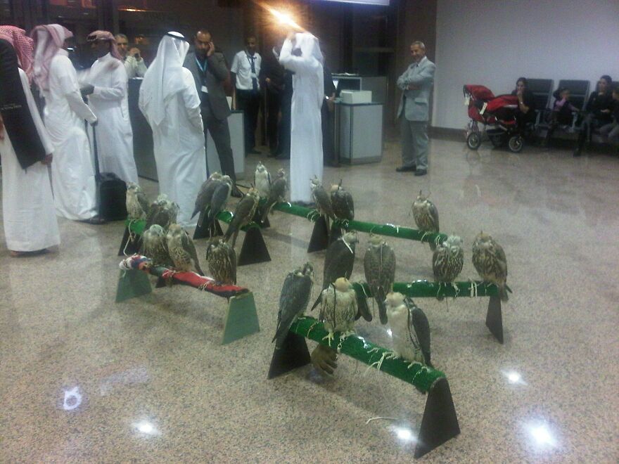 Multiple standing men and multiple Falcons in an airport 