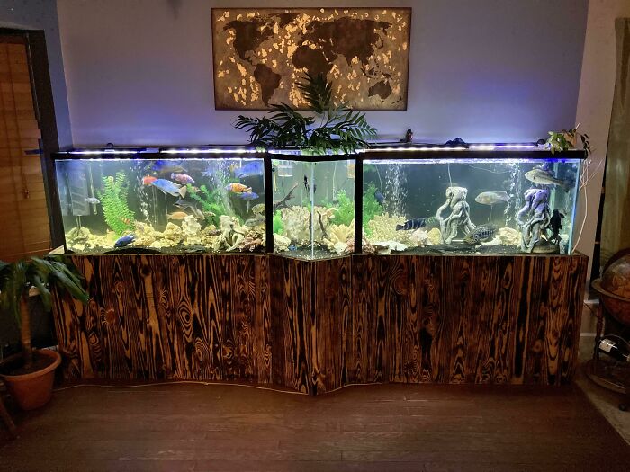 Fishes swimming in the aquarium 