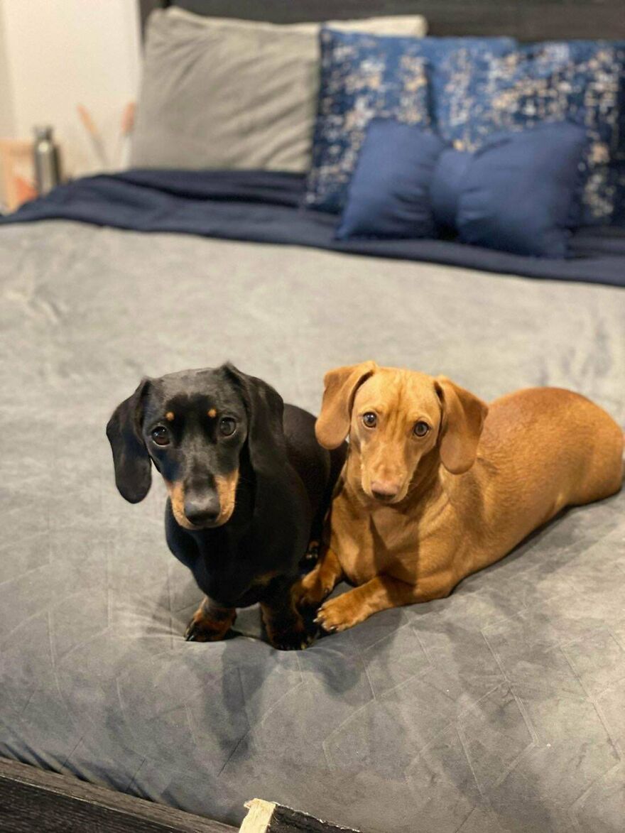 Commissioned Painting Of My Dogs