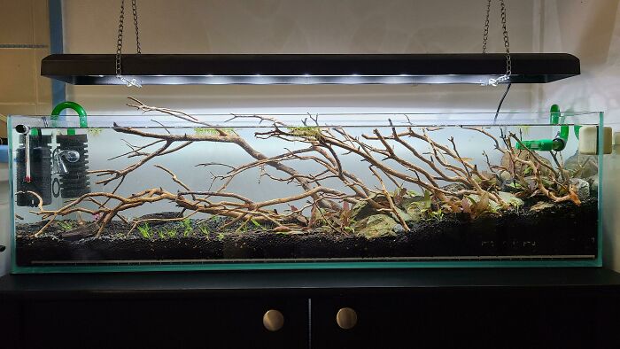 Tree branches in the aquarium 