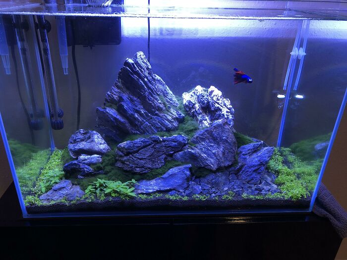 Rocks and fish in the aquarium