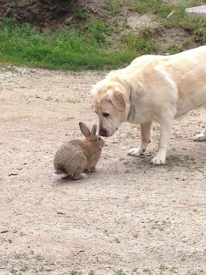 A Wild Rabbit Has Been Coming Around My Parents House The Last Few Weeks. He's Getting Braver, And Yesterday He Met Their Dog. A Wild Rabbit Has Been Coming Around My Parents House The Last Few Weeks. He's Getting Braver, And Yesterday He Met Their Dog.