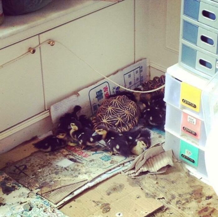 My Grandma's Ducks Hatched Next To Two Turtles And They Think The Turtles Are Their Parents