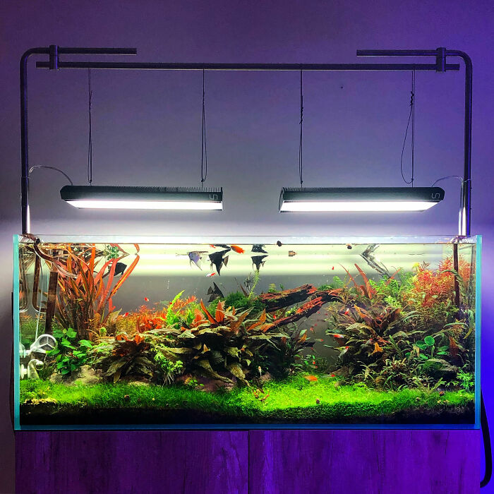 Fishes swimming in the aquarium