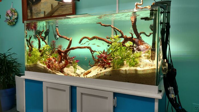 Fishes swimming in the aquarium