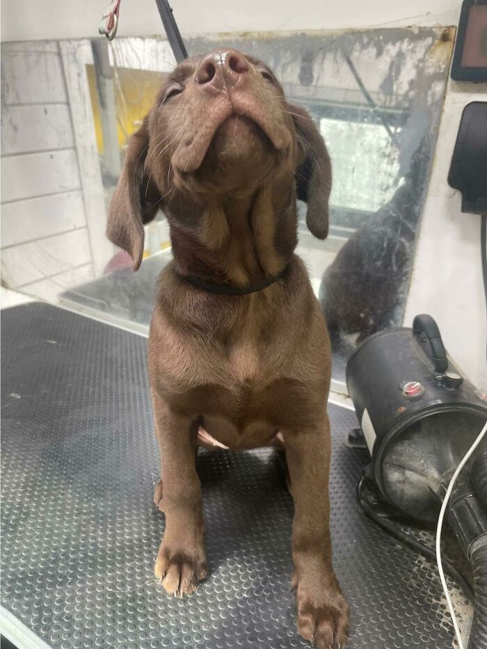 Someone Really Enjoyed Their First Groom