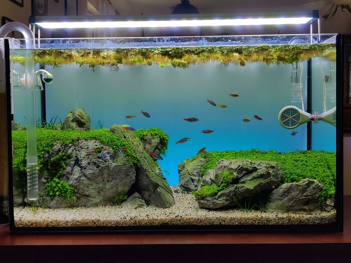 Fishes swimming in the aquarium 