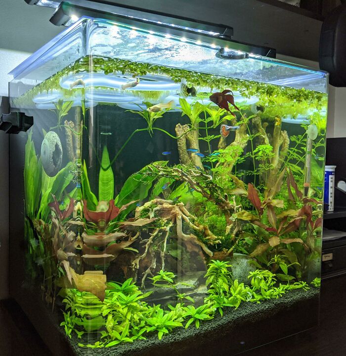 Fishes swimming in the aquarium 