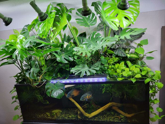 Monstera in the aquarium 