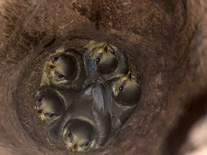 I Found A Bird’s Nest In A Tree Trunk While Taking A Walk