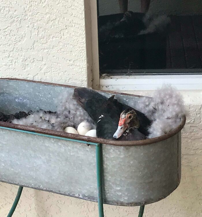 This Duck That Laid Its Eggs In A Planter At My Work