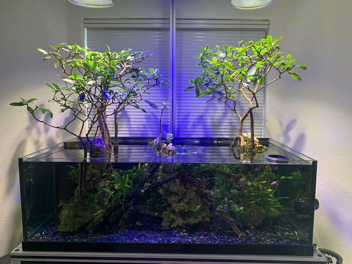 Trees in the aquarium 