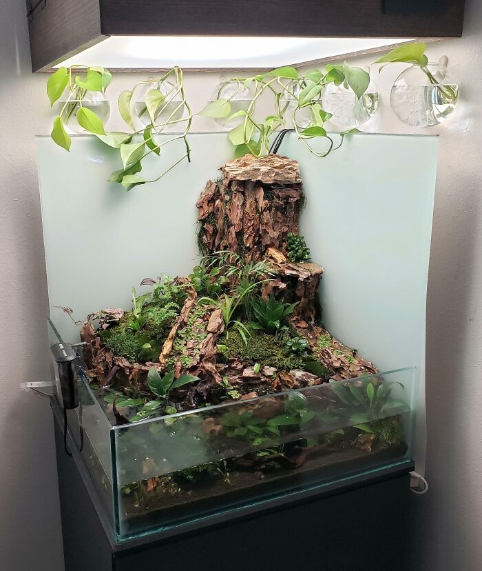 Aquarium with plants 