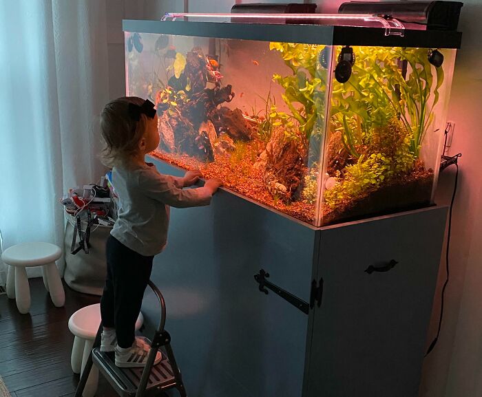 My First Planted Tank And DIY Stand. My Daughter Is Obsessed With Daddy’s “Ish”!