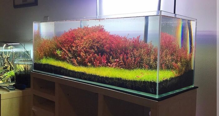 Algae in the aquarium 