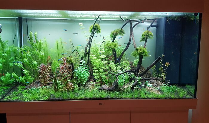 Leaves and algae in the aquarium 