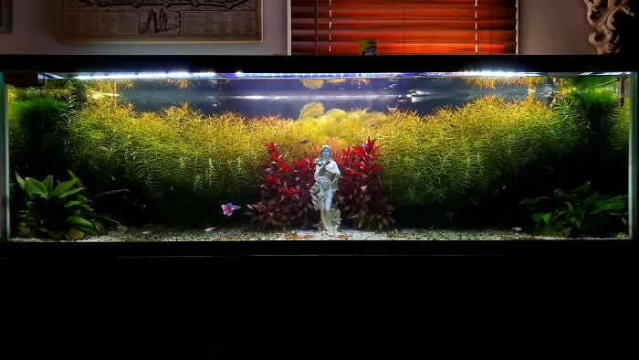 Statue at the bottom of aquarium 