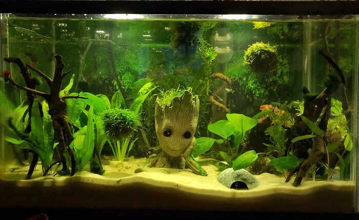 Groot in the aquarium 