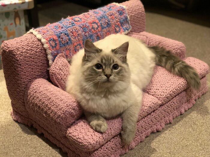 Floofy Boi (And Girl, Swipe) On Their New Couch