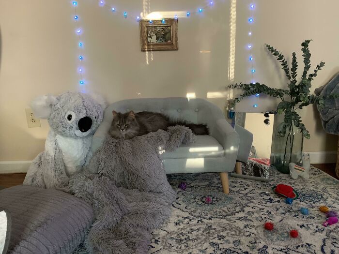 I Cannot Believe This Sub Exists. Here’s Mr. Waffles Enjoying His Living Room Set