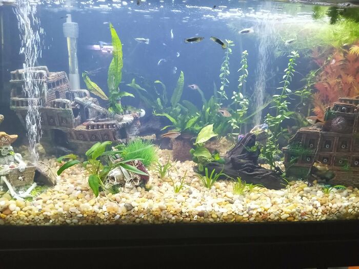 Sunken ships in aquarium 