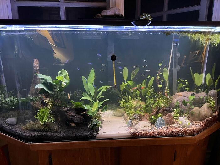 Plants in the aquarium 