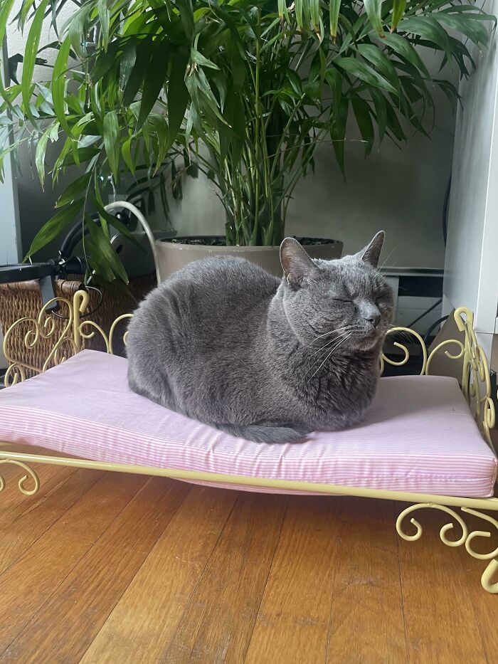 Very Happy On Her Throne