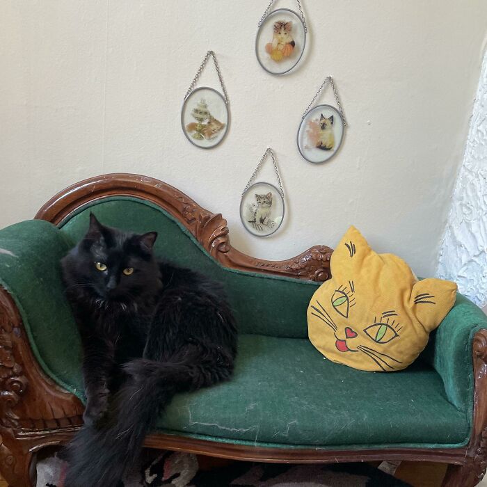 Hi I'm Beanie, This Is My Cat Corner. All Items Found At Garage Sales. 🐱