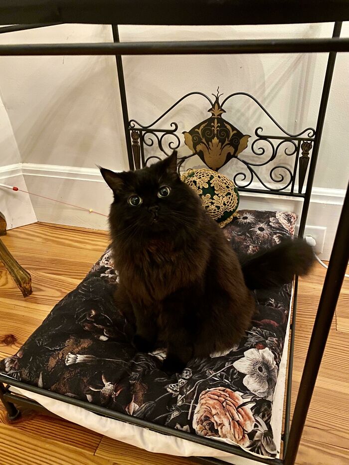 The Queen Does Not Like Being Disturbed!