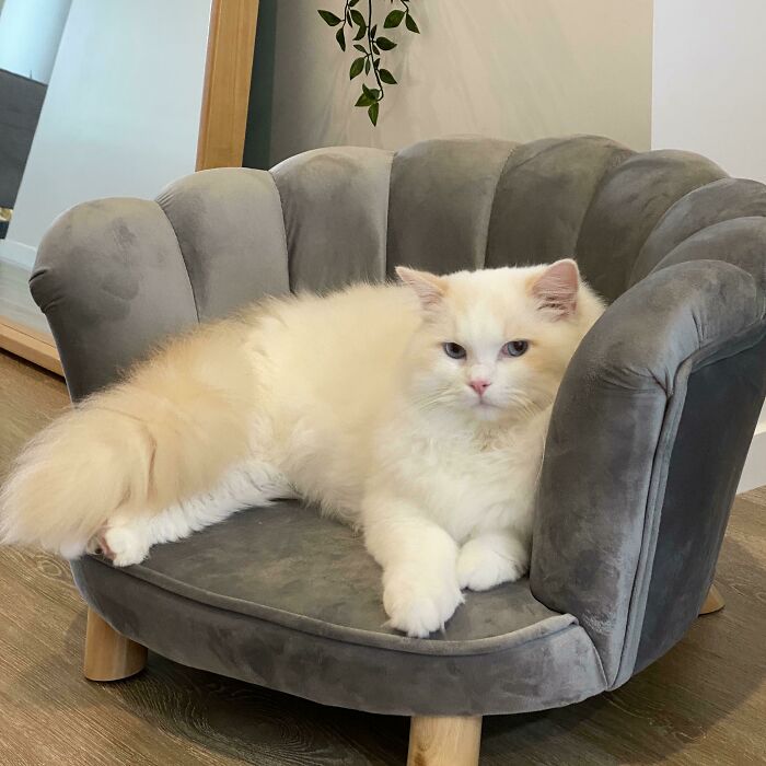 Kumquat And His New Sofa