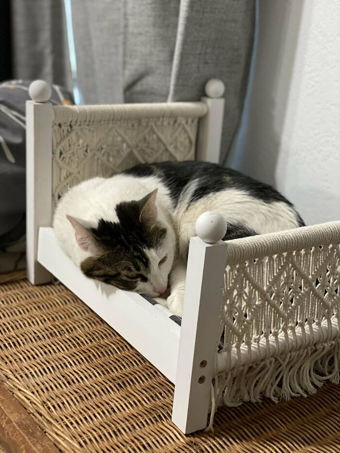 They Seem To Like The Yard Sale Find