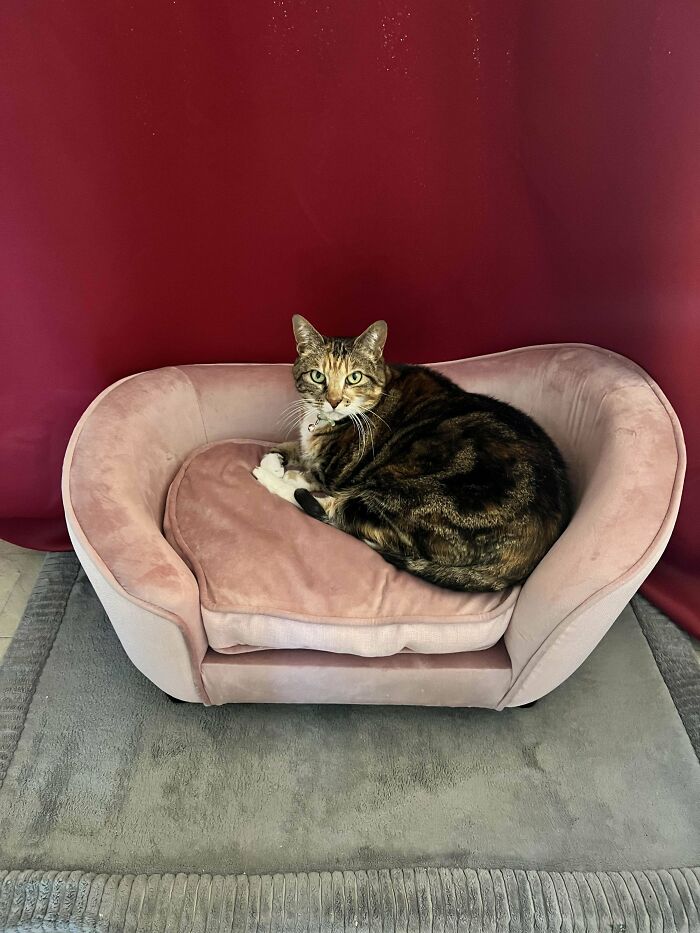 Lucy The Queen Approves Of Her New Pink Couch