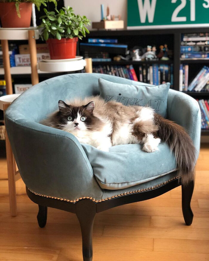 Kedi Is Shocked At Having His Own Couch