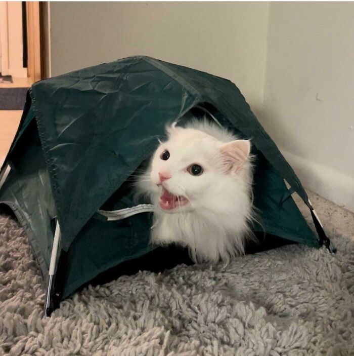 The Shrimping King, Thurston Waffles, Is Also A Camping Fan!