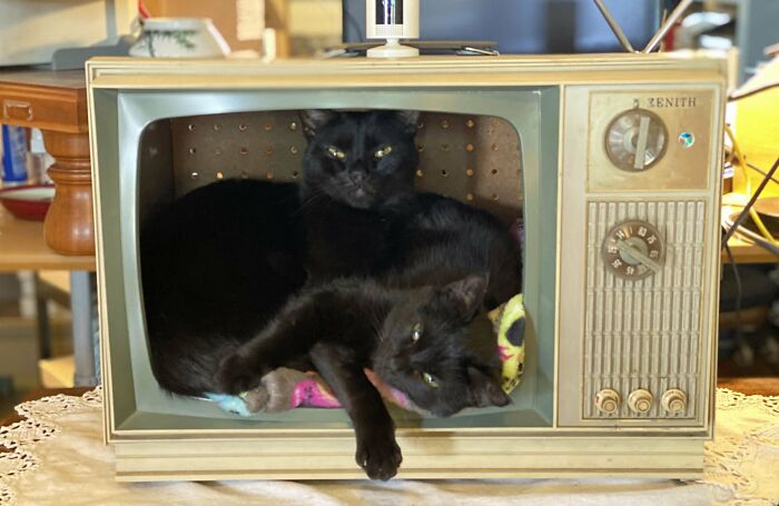 Two 😻😻 Sweet ‘Sisters Of Different Mothers’ Sharing A Late 1960s TV I Saved From The Trash And Made Into A Kitty Sleepy Place