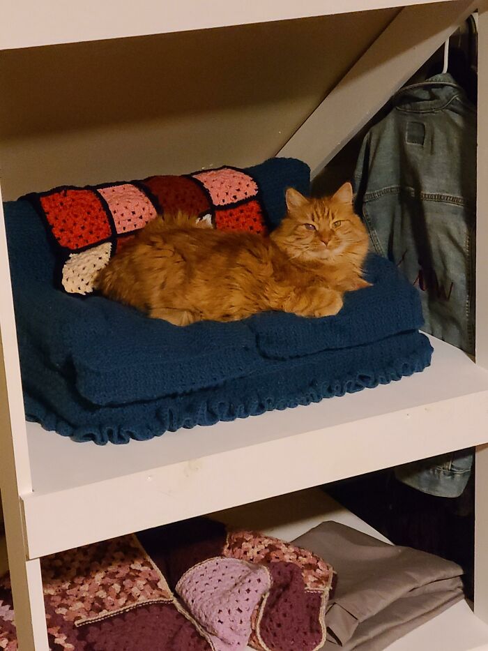 I Was Told You All Would Love Stella's Cat Couch