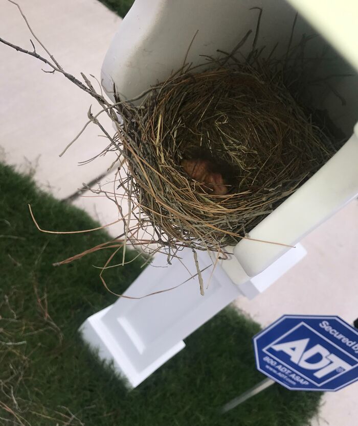 There's A Bird Nest In My Newspaper Slot