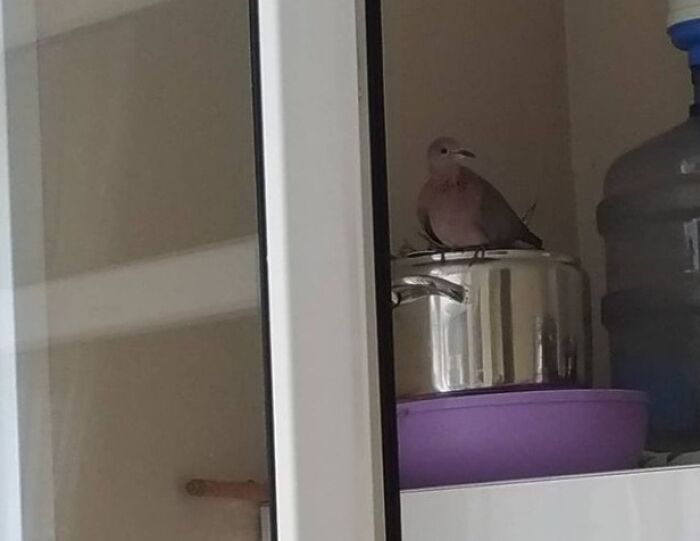 I Left Our Back Windows Open For Too Long