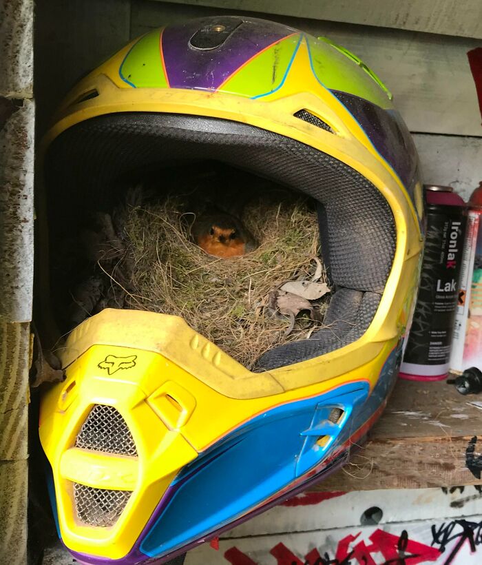 Un petirrojo ha anidado dentro de un casco de MX en mi cobertizo