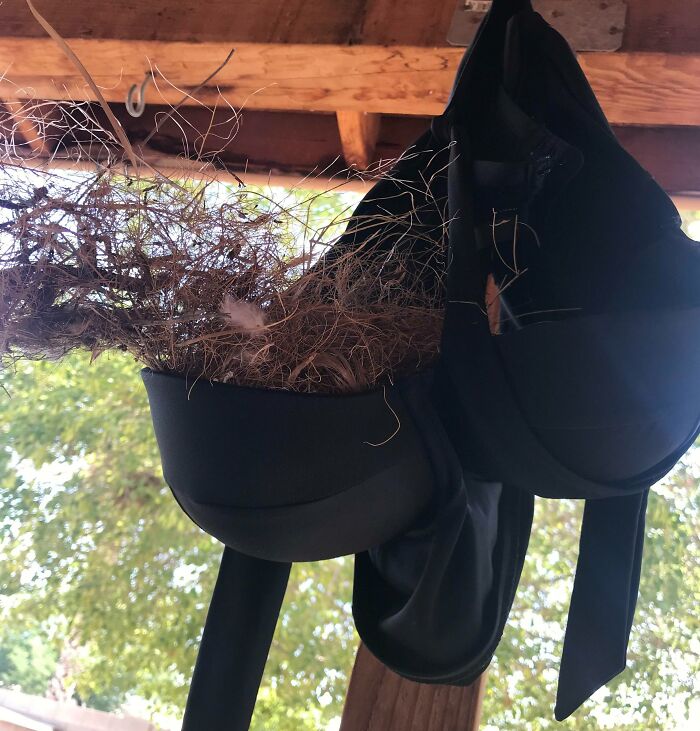 Mi hermana colgó la parte de arriba de su bañador para que se secara. Un pájaro empezó a construir un nido en la copa