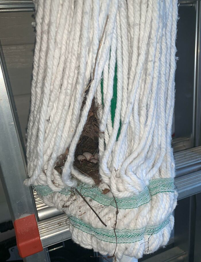 Bird Made Its Nest In My Mop