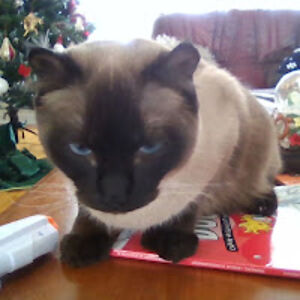 gabrielfournier-stergiopoulos avatar