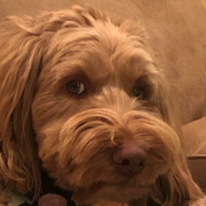 oliviaboyea_1 avatar