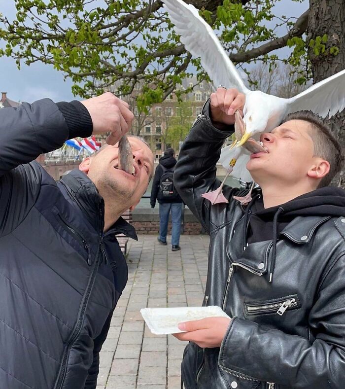 Eating A Haring In The Hague, Netherlands