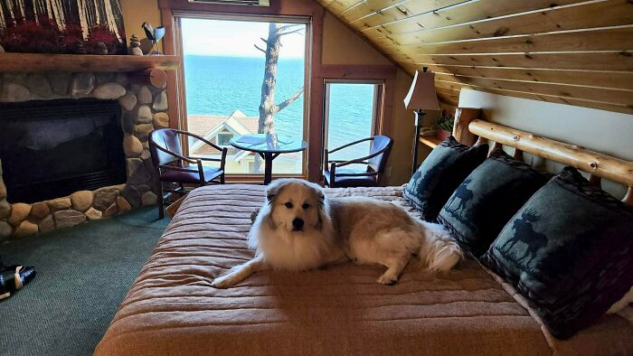 A dog resting on a bed inside a tiny house with rustic decor and large windows showing a lakeside view.