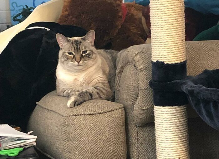 Gray cat lying on the sofa and looking